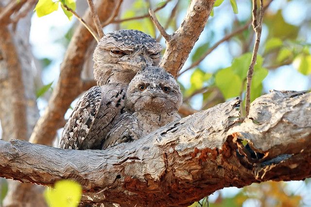 Dad and young Tawny Frogmouth
