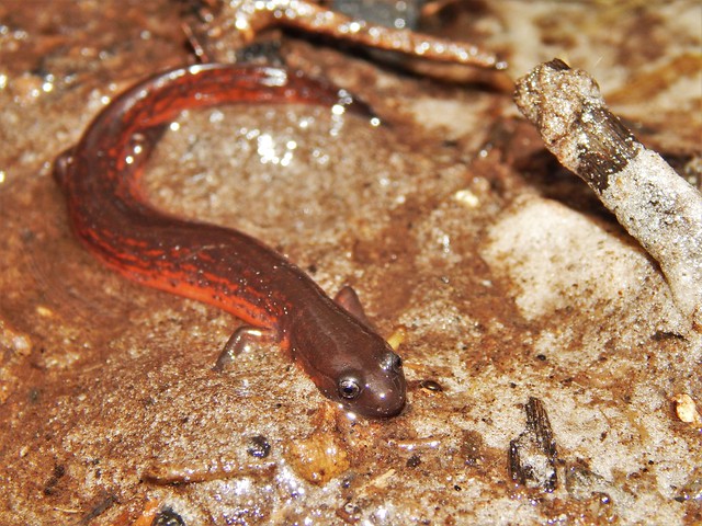 Pseudotriton montanus floridanus, Rusty Mud Salamander