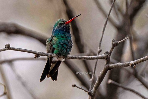 broadbilledhummingbird cynanthuslatirostris hummingbirds trochilidae birdsofarizona ©bryanjsmith