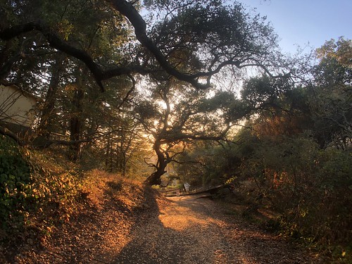 iphone sunset trees oak