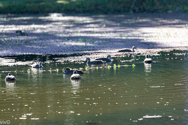 A flock of Pacific Black Ducks in the wetlands