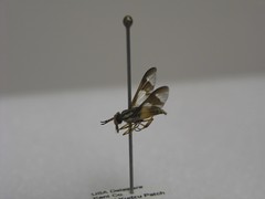 A robust yellow fly on an insect pin with a paper label at the base of the pin.