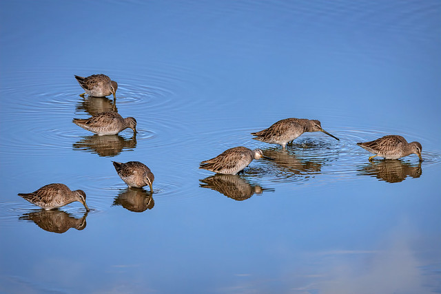 Group of Short-billed dowitchers in the marsh at Ten Thousand Islands National Wildlife Refuge near Naples, Florida