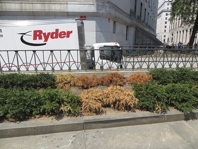 Photo shows two rows of evergreen plants along a wall with tall buildings in the background. Four plants in the back row and two plants in the front row are tan colored and dead.
