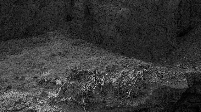 dead plants on the edge of a wash
