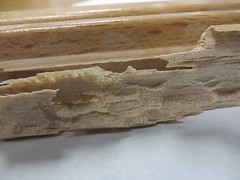 Inside of a decorative piece of wood, with grooves and scrape marks presumably from beetle larvae feeding.