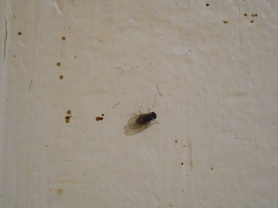 A small, dark-colored fly on a beige wall with several tan to brown circular spots in groups.