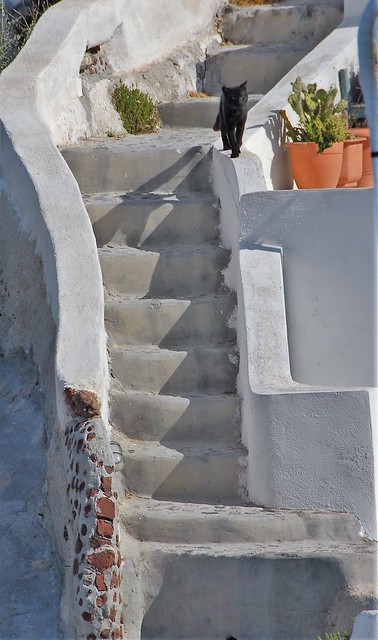 The escaping cat.  Santorini