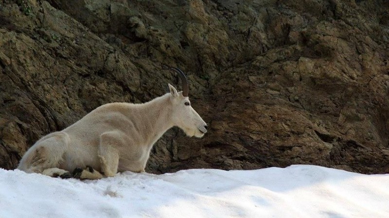 Wild goat in the North Cascades Mountains