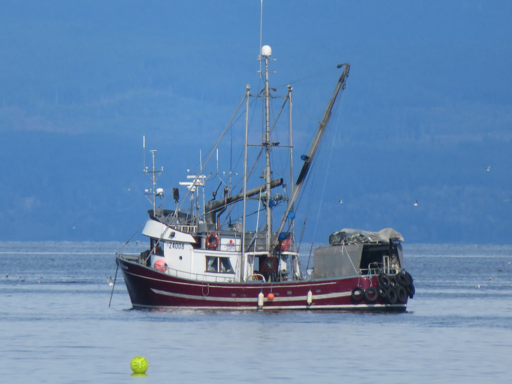 Fishing for herring in the Comox Valley.