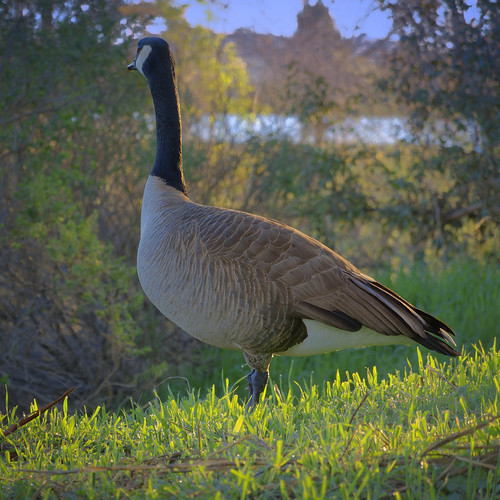 rx100 bird goose goldenhour sunrise bokeh