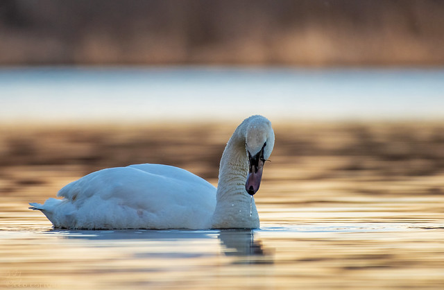 Mute Swan in golden light.