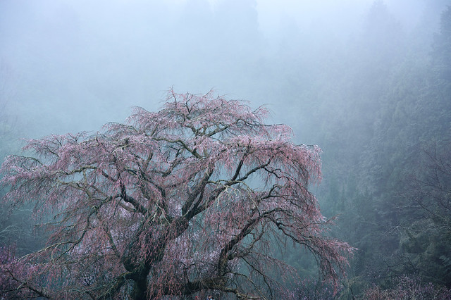 Old cherry blossoms in the mist 2011   ( Adobe Super Resolution )
