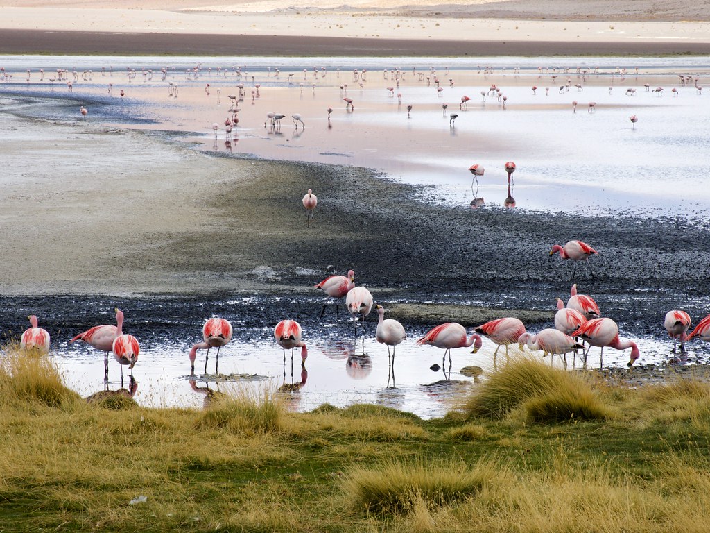 Bolivia, laguna Hedionda