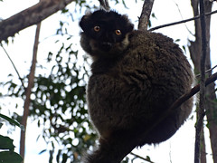 Madagascar '17