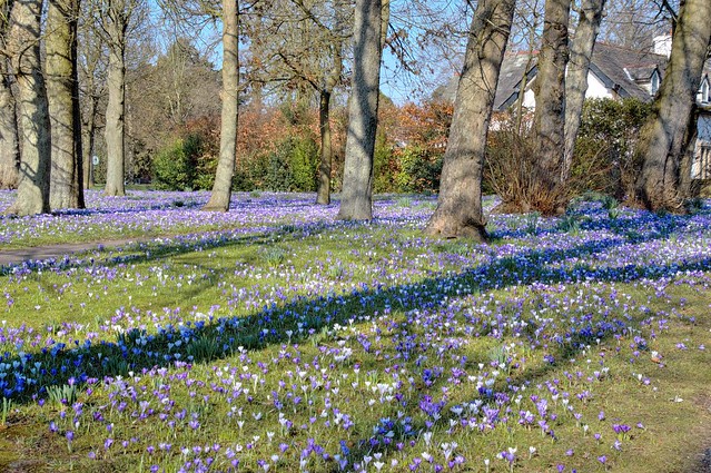 The Spring colours at Ashton Park, Preston