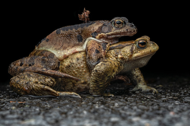 Frog attempting to mate with a toad