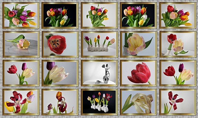 20x Tulips