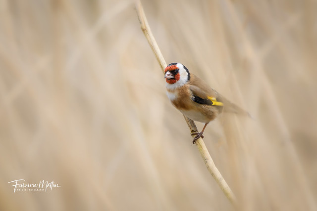 Goldfinch / Putter