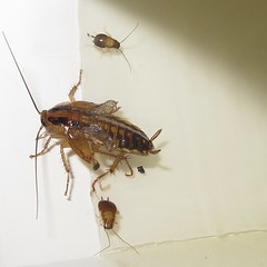 Photo of one large cockroach with crinkled wings and two small cockroaches without wings. Cockroaches are stuck to a clear adhesive on a white yardstick.
