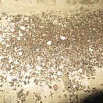 A large collection of oblong brown and tan droppings on a dirty concrete floor.