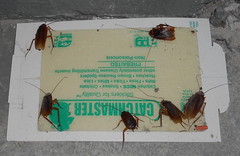Photo shows a white rectangular paper board with clear adhesive laying flat on a concrete surface. On the edges of the adhesive are six large cockroaches.