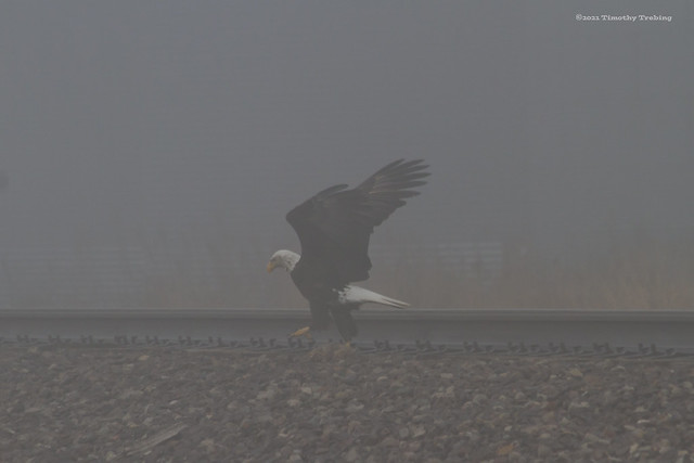 Bald Eagle in Morning Fog