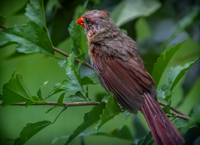 fledgling northern cardinal