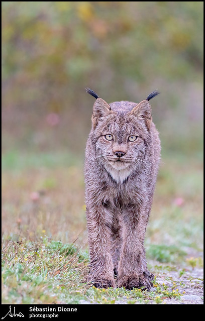 Lynx du Canada