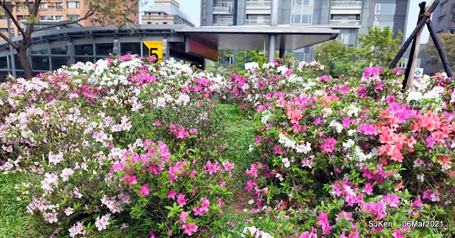 大安森林公園杜鵑花、繡球花與薰衣草花展(Rhododendron , Hydrangea & lavender flower exhibition at Daan Forest Park), Taipei, Taiwan, SJKen, Mar 1, 2021.