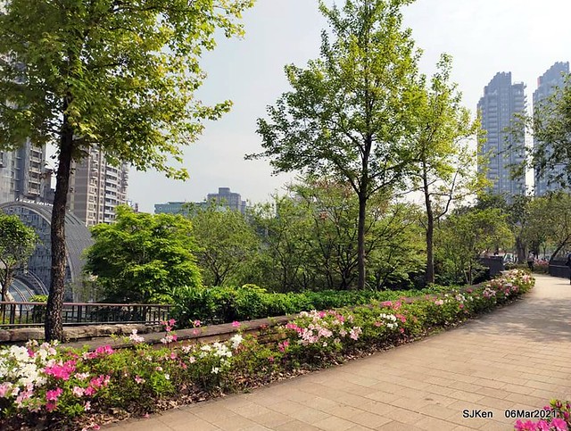 大安森林公園杜鵑花、繡球花與薰衣草花展(Rhododendron , Hydrangea & lavender flower exhibition at Daan Forest Park), Taipei, Taiwan, SJKen, Mar 1, 2021.