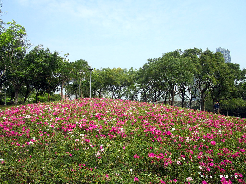 大安森林公園杜鵑花 繡球花與薰衣草花展 Rhododendron Hydrangea Lavender Fl Flickr