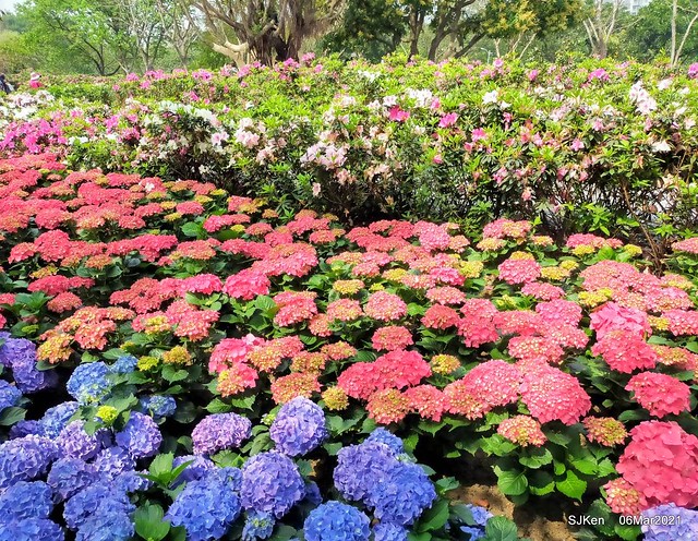 大安森林公園杜鵑花、繡球花與薰衣草花展(Rhododendron , Hydrangea & lavender flower exhibition at Daan Forest Park), Taipei, Taiwan, SJKen, Mar 1, 2021.
