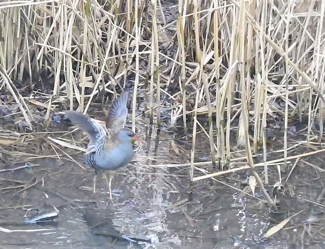 Water Rail - Wing Stretch