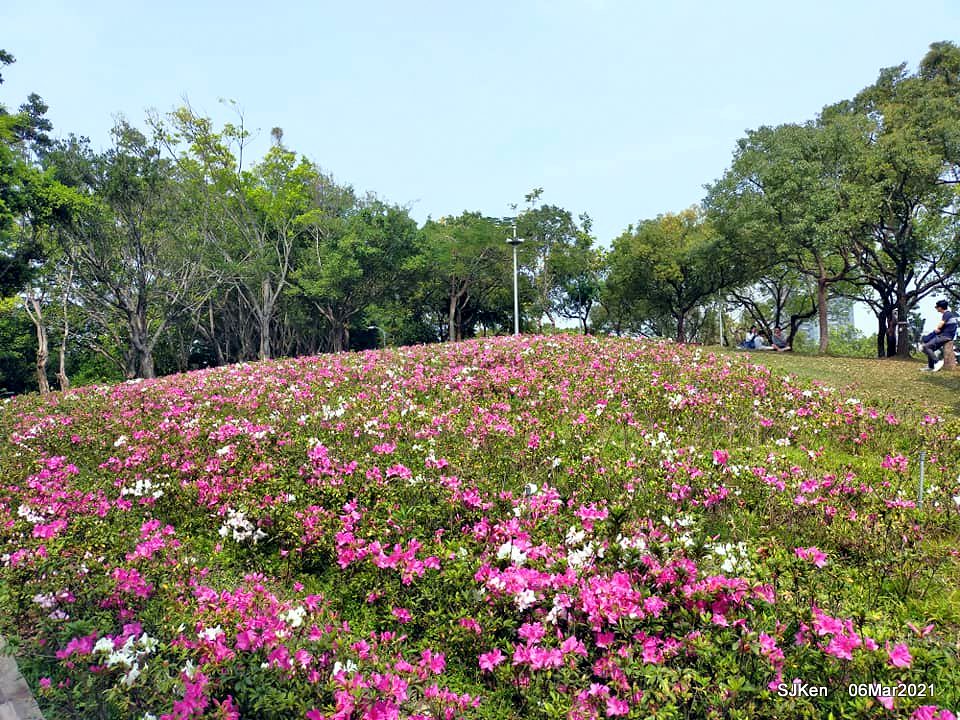 大安森林公園杜鵑花 繡球花與薰衣草花展 Rhododendron Hydrangea Lavender Fl Flickr
