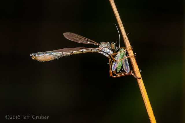 Robber Fly (Leptogaster sp.) with prey