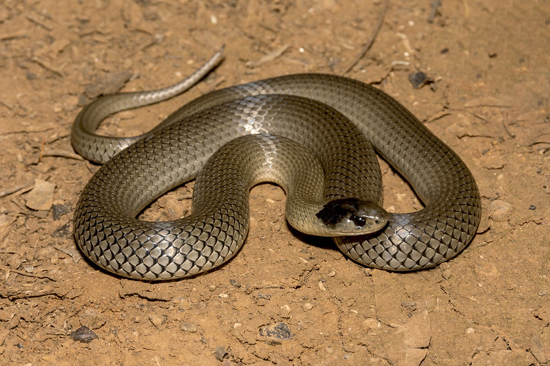 Grey Snake (Hemiaspis damelii)_5969