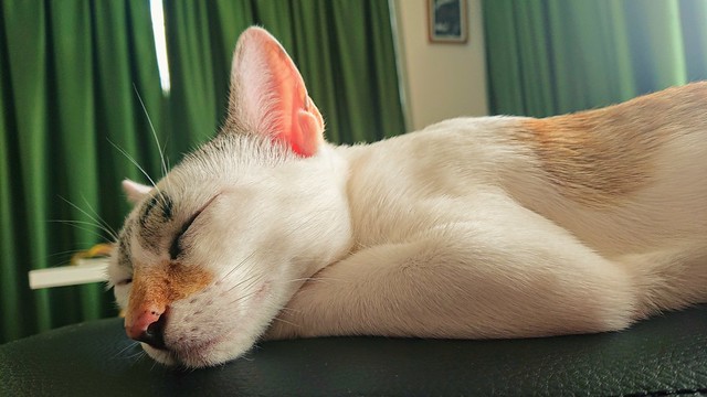 072: the art of cat napping