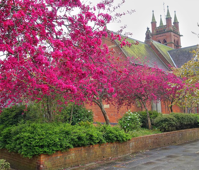 Pink Spring blossom at Preston