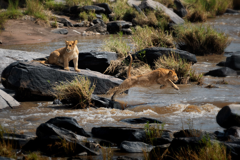 Cubs trying to cross a river in Kenya