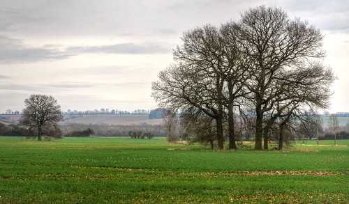 northamptonshire farmland countryside fields crops trees hanginghoughton
