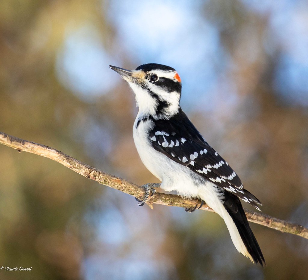 Pic Chevelu Hairy Woodpecker Parc Du Bois De Coulounges Flickr pic-chevelu-hairy-woodpecker-parc-du-bois-de-coulounges-flickr