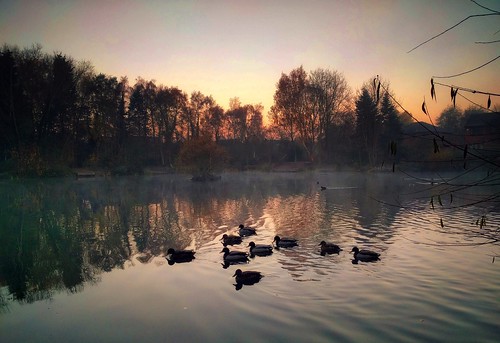 nature landscape waterscape skyscape pond lake ducks trees sky sunset sunrise light york yorkshire moody mobilephotography snapseed