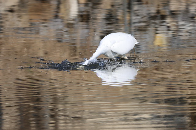 A great egret caught a goby.