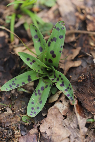 Early Purple Orchid rosettes