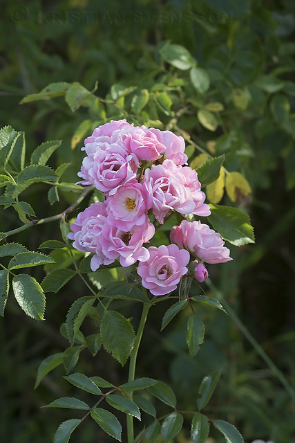 Many-flowered Rose (Rosa multiflora)