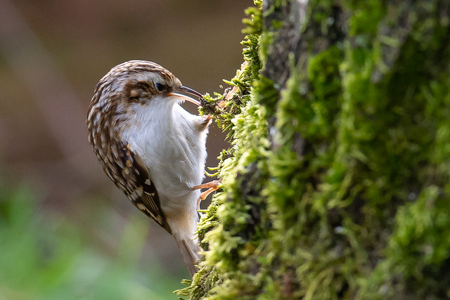 Intimate view of a Treecreeper