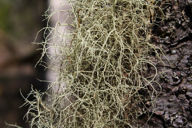 Lichen, tangling and dangling on a tree trunk