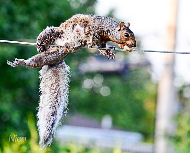 Animal squirrel: Squaddles almost falling off  clothesline after swiping peanut out of the bird feeder CSC_3941