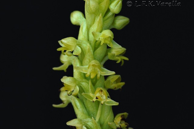 Habenaria parviflora (Mostardas, RS)